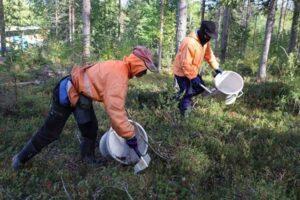 Работники из Таиланда собирают чернику в лесу в Финляндии.