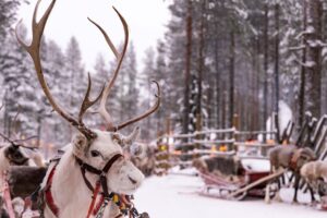 Финский оленевод инсценировал нападение хищников на оленей ради компенсации