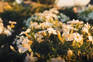 Спрос на флористов в Петербурге перед 14 февраля вырос на 37%