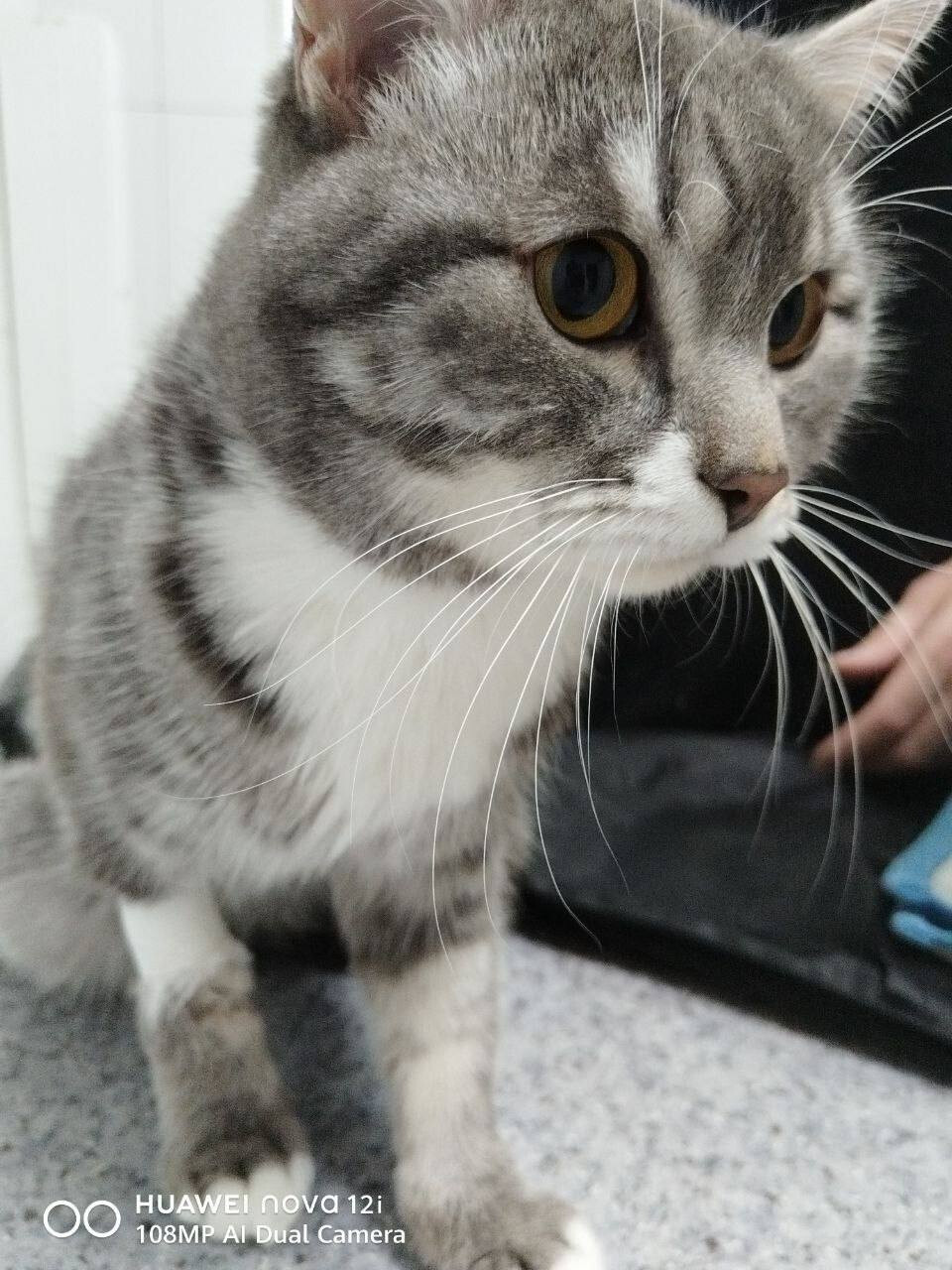 Кот в стиральной машине