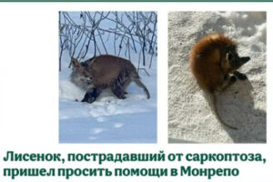 "Выходил с ранками и коростами на коже". В "Монрепо" спасают лисенка