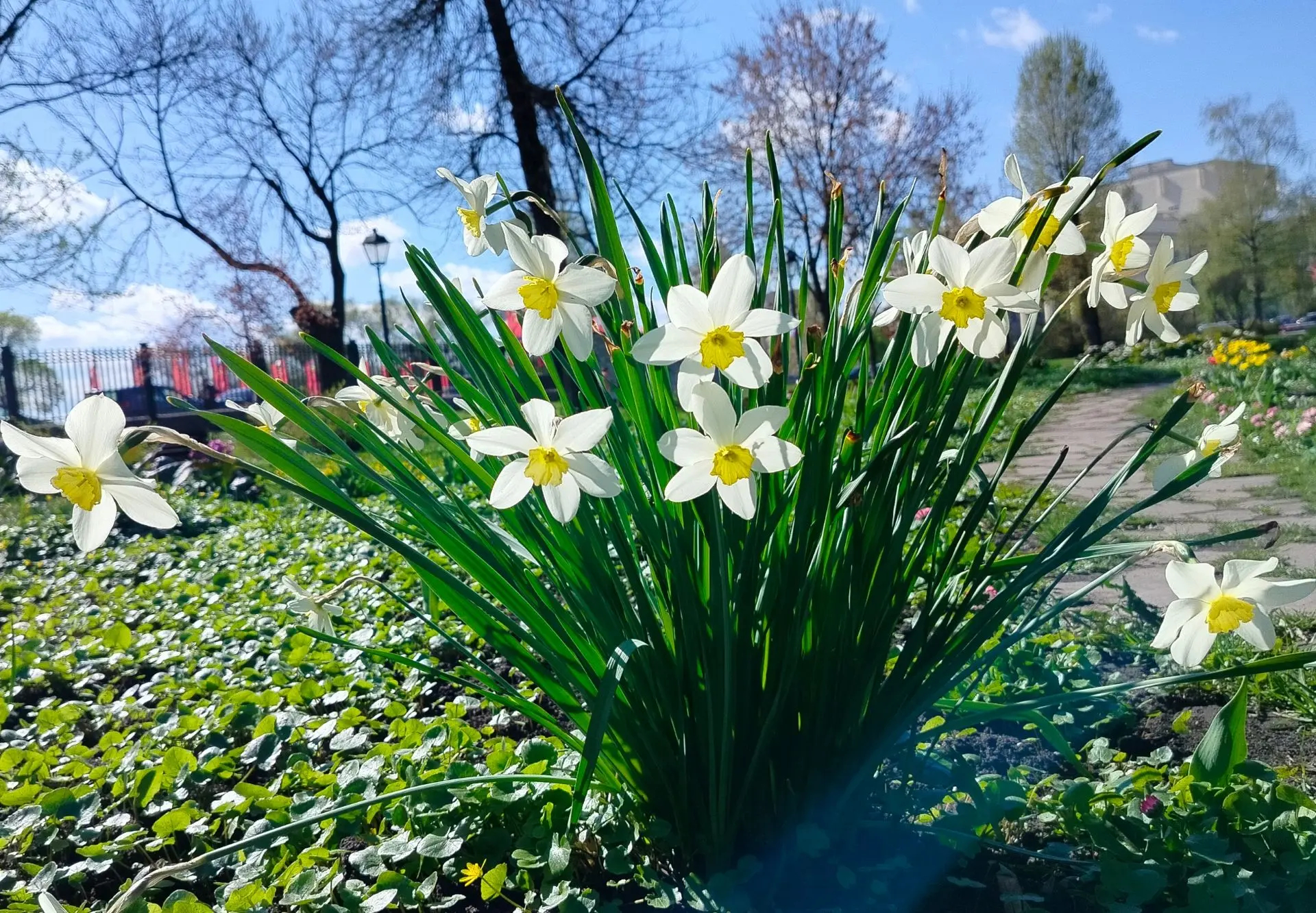 Декоративный миндаль в цвету