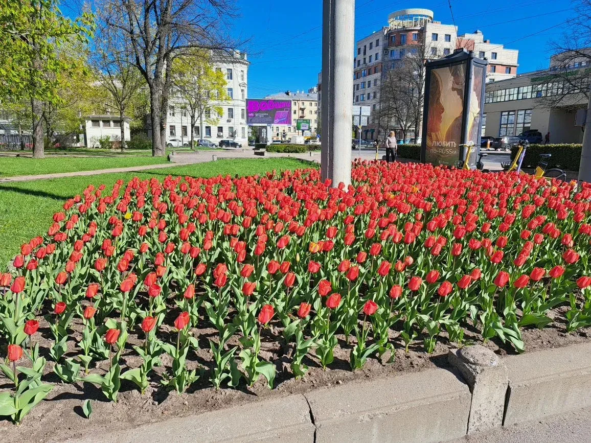 Весенние цветы в Городском саду Колпино