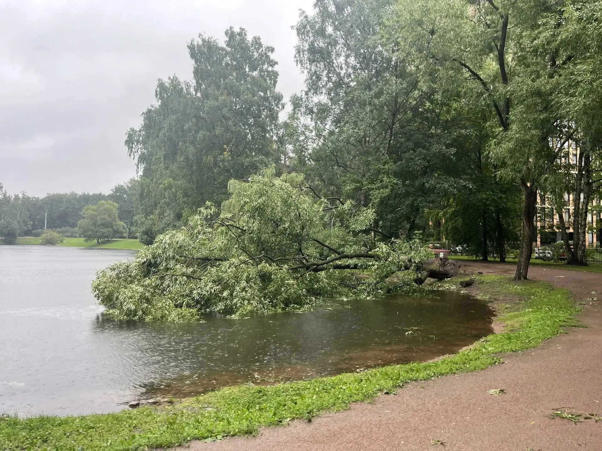 Поваленное ветром дерево в парке Петербурга